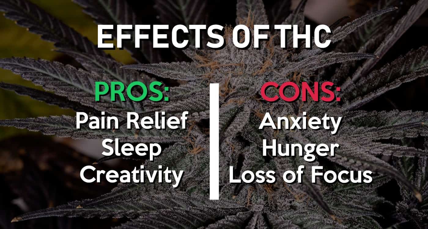 Effects of THC