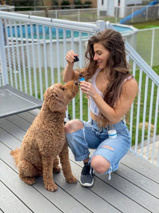 cbd oil for dogs