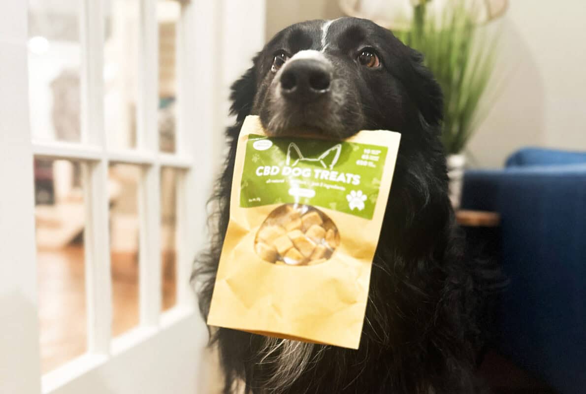 CBD Dog Treats