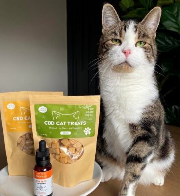 Should I Give My Cat CBD?