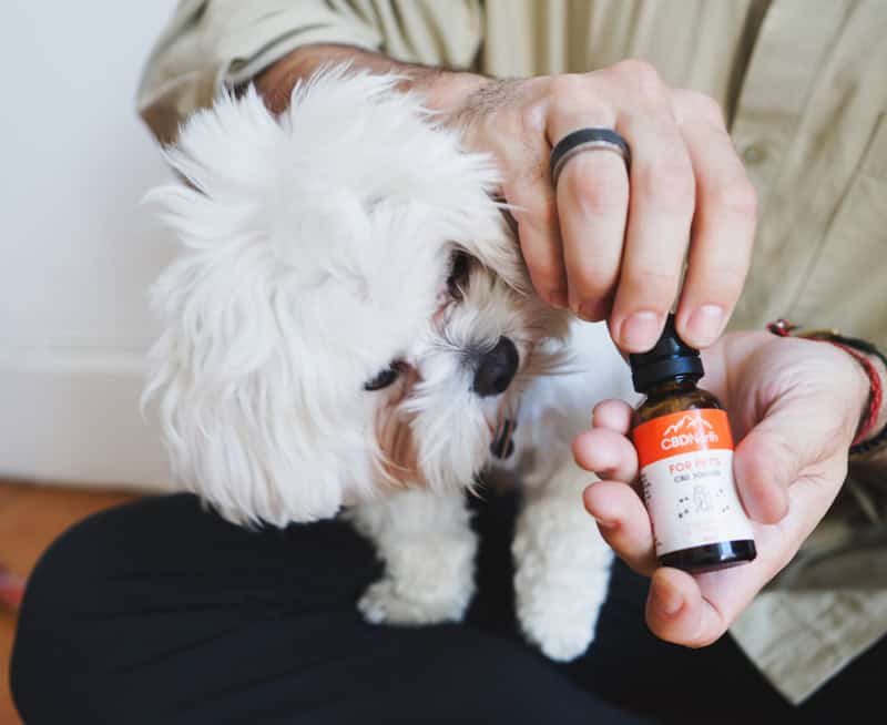 Do Vets Recommend CBD Oil for Dogs in Canada?