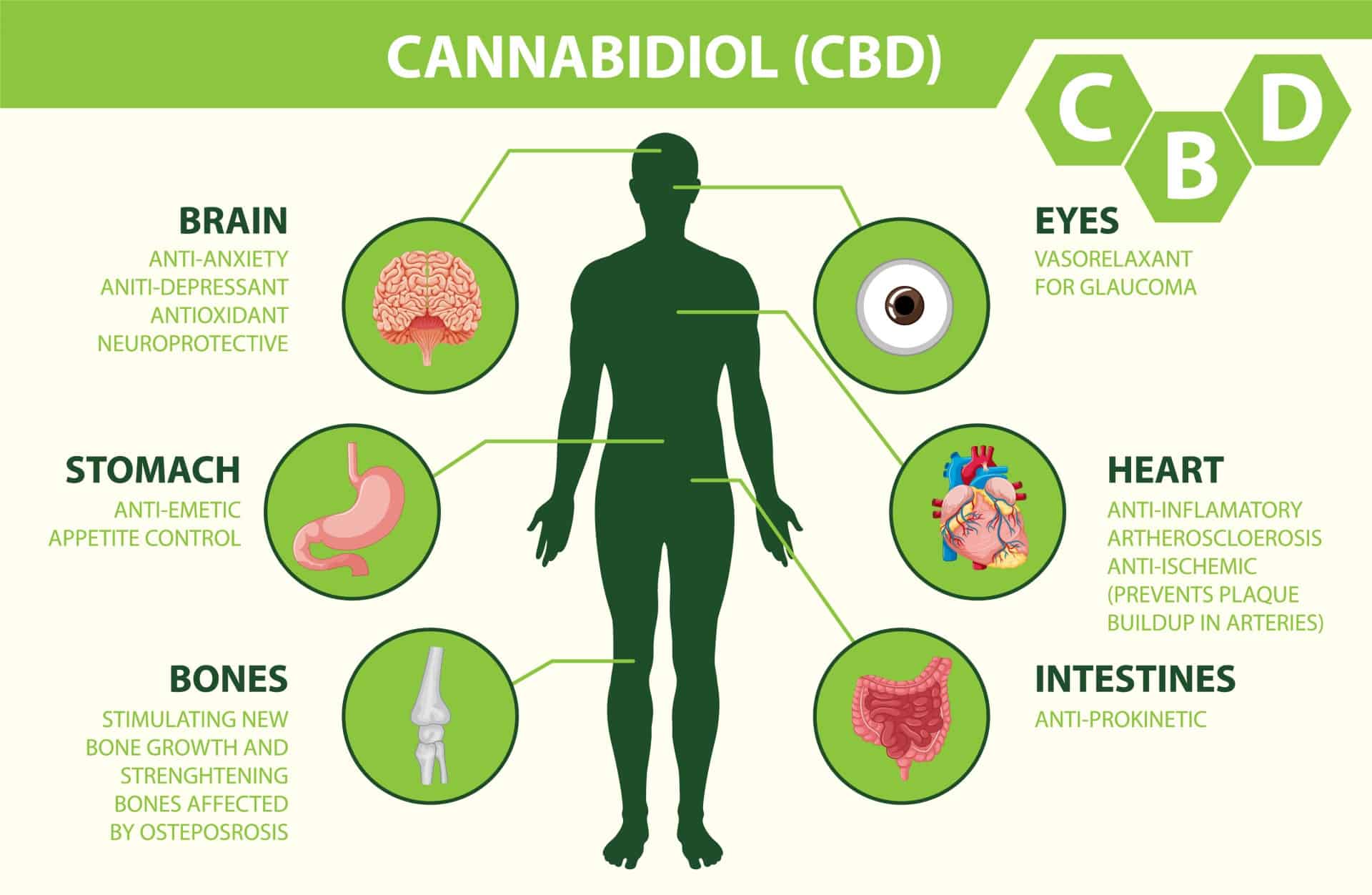 CBD Oil Benefits in Body