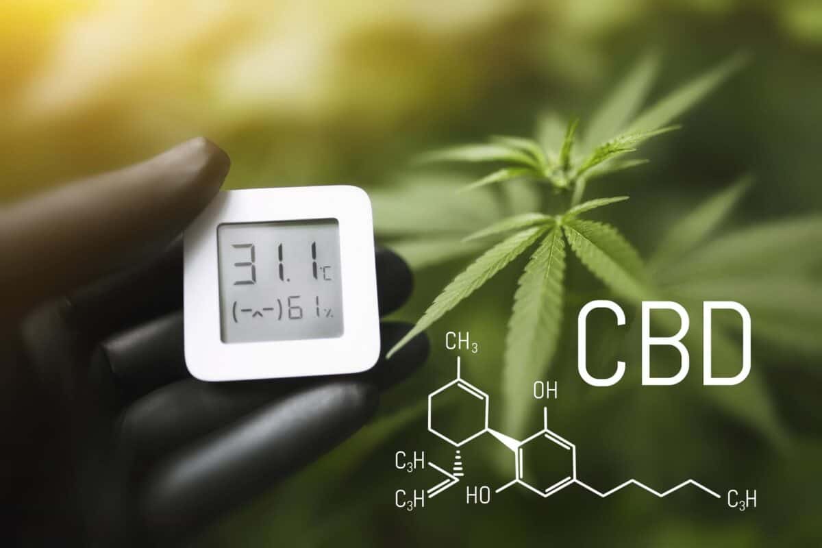 CBD for Lower Blood Pressure