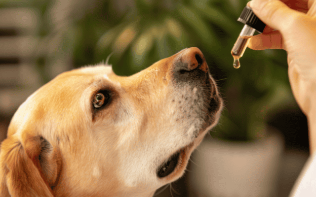 CBD for dogs seizures
