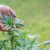 how to grow cannabis
