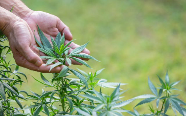 how to grow cannabis