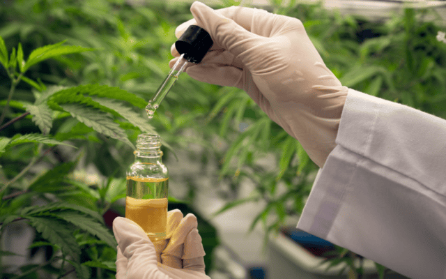 how is cbd oil made