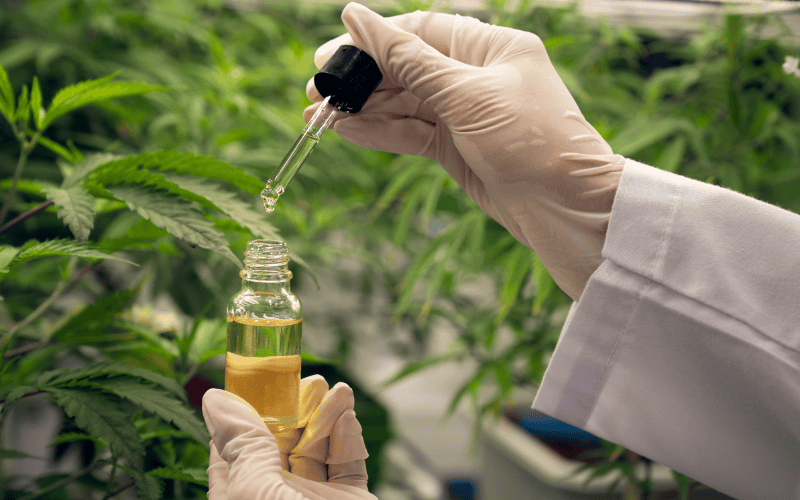 How is CBD Oil Made? The Step-by-Step Process Explained