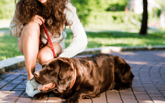 how to calm a panting dog