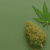 best cannabis strain for anxiety and ocd