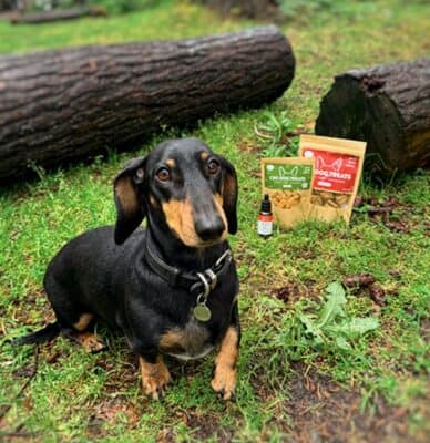 cbd for dogs arthritis and joints pain post thumbnail