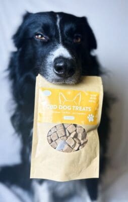 how to give cbd oil to dogs safely post thumbnail