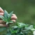 terpenes in cbd oil canada post thumbnail