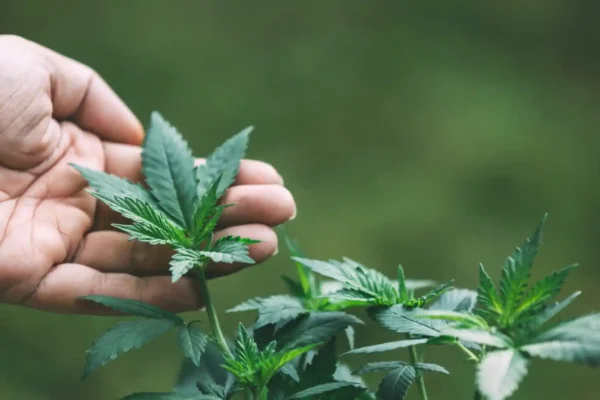 terpenes in cbd oil canada post thumbnail
