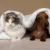 cbd pet treats vs oil canada post thumbnail