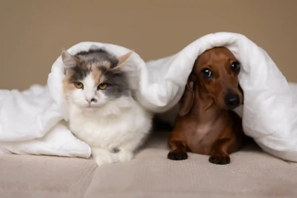 cbd pet treats vs oil canada post thumbnail