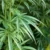 hemp farming canada post thumbnail