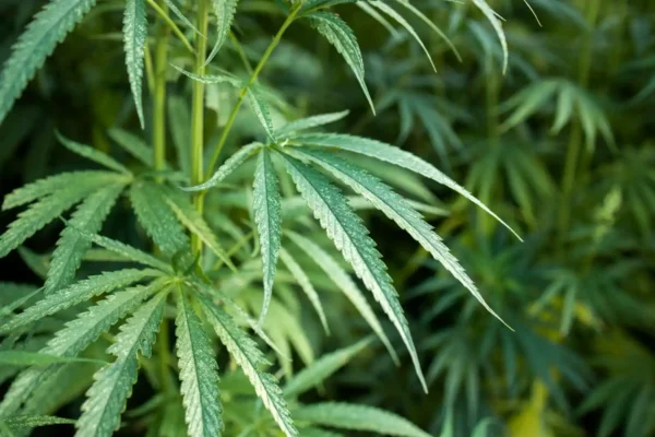 hemp farming canada post thumbnail